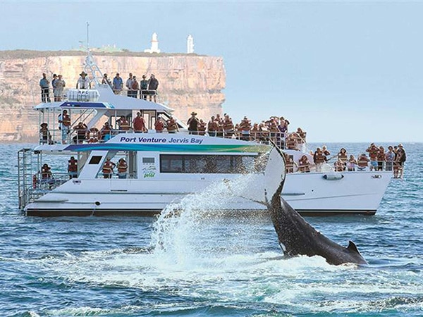 Whale watching in Jervis Bay