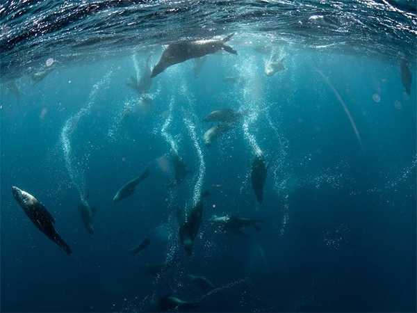 Jervis Bay seals
