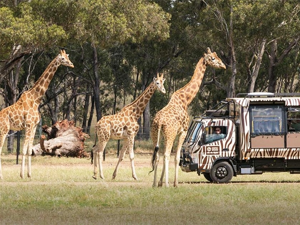 Meet the locals at Taronga