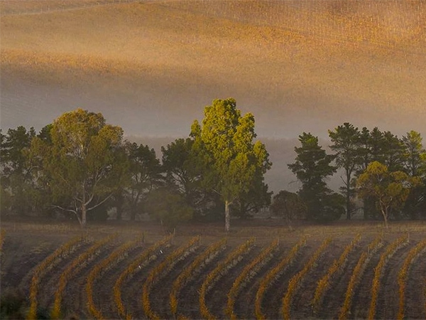 Misty Clare Valley