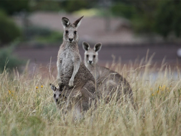 Kangaroos hop by at The Woods Farm.