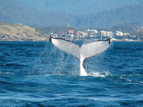 Swim with the whales coffs harbour