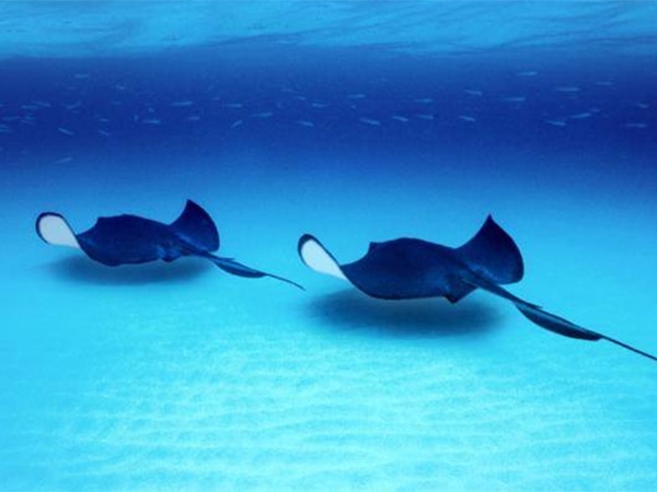 stingrays off the Husky Bay ferry.