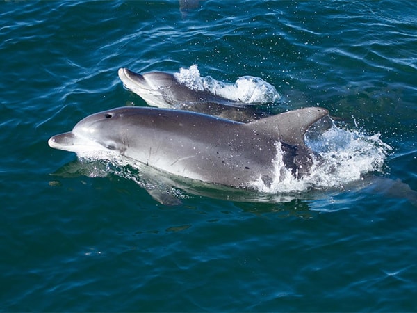 Dolphin Watch Cruises