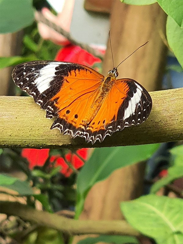 butterfly house coffs harbour