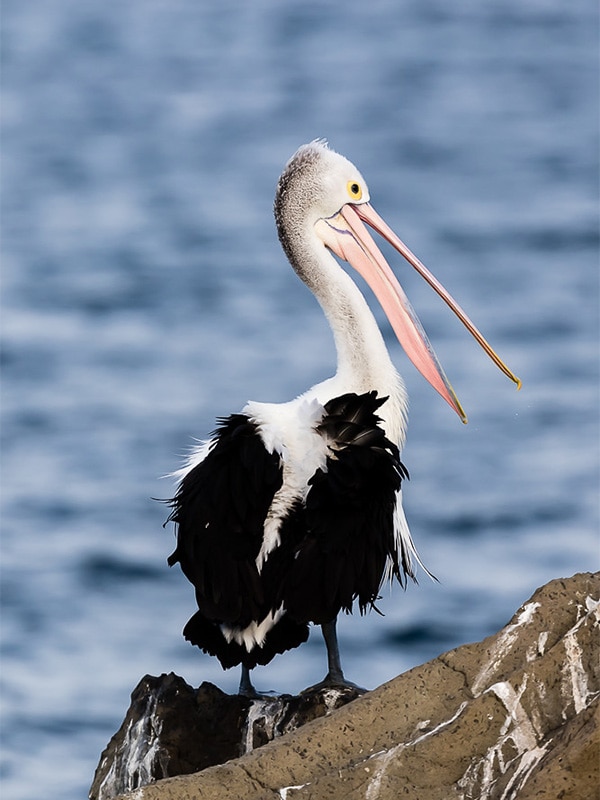 Pelicans jerbis bay