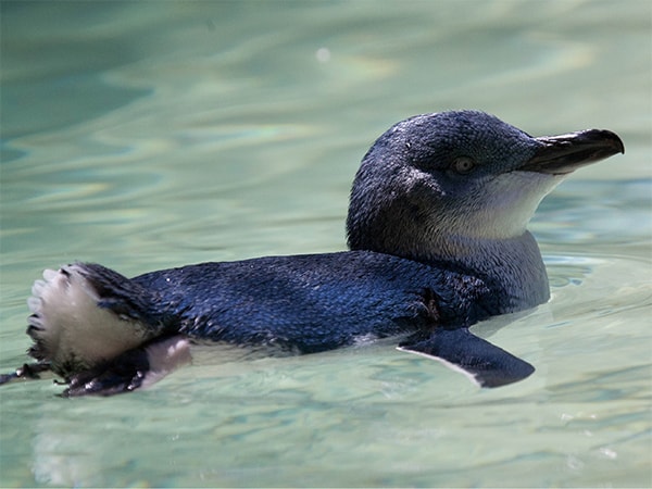 Jervis Bay Wild penguins