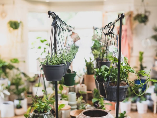 potted plants hanging inside Anything Grows shop in Orange