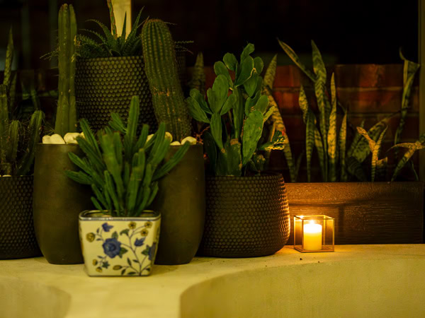 potted plants at Bar Cabrón