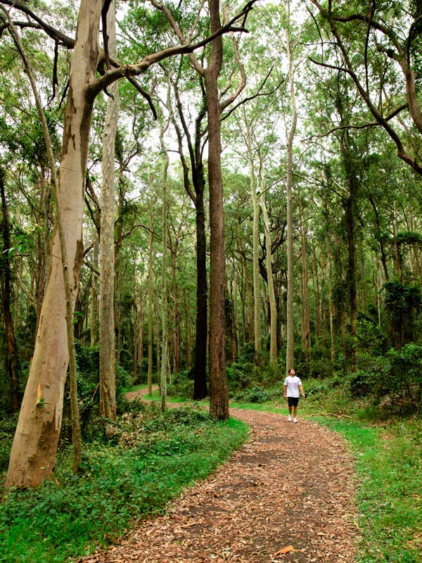 a man enjoying a scenic walk through Blackbutt Nature Reserve, Kotara, Newcastle