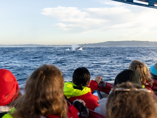 people enjoying a whale-watching cruise with Coast XP, Lakelands, Lake Macquarie
