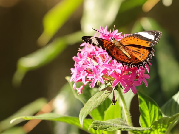 a close-up shot of a butterfly on a flower at the Coffs Harbour Butterfly House