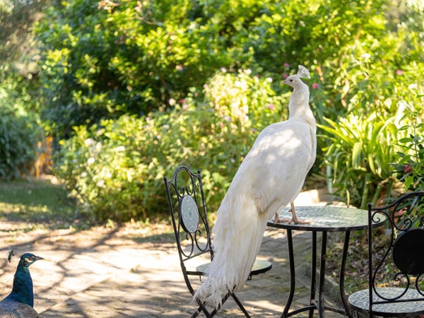 birds at Coffs Harbour Butterfly House