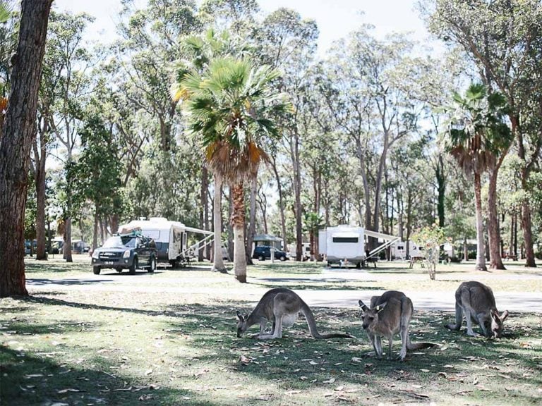 Coffs Harbour Camping Here Are The Best Places To Pitch A Tent