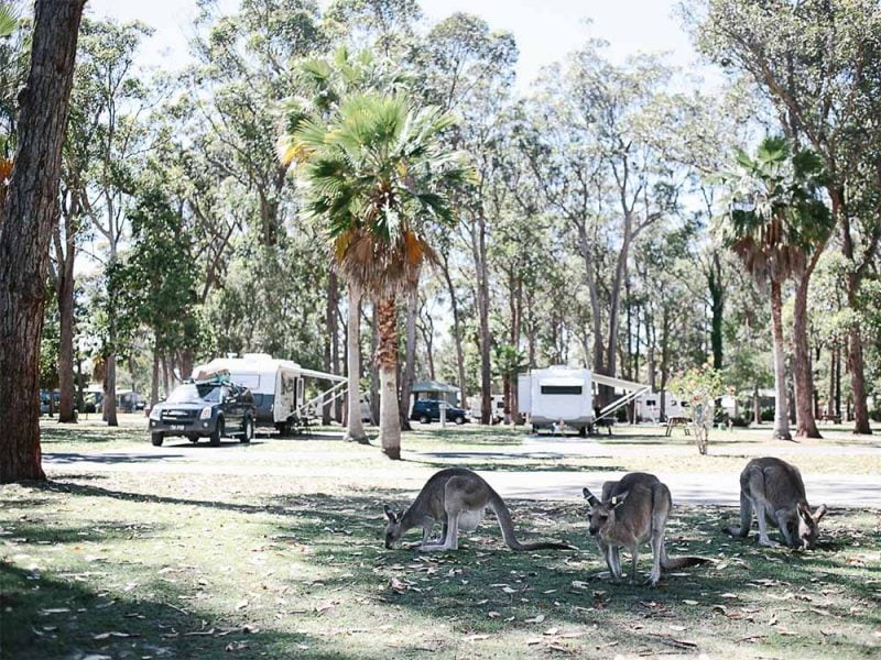 Guide to camping in and around Coffs Harbour