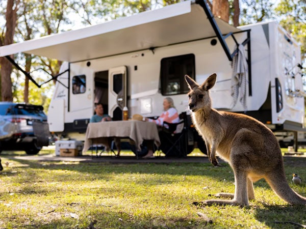 a kangaroo standing outside a caravan at Darlington Beach Holiday Resort, Coffs Coast