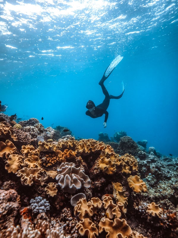 a woman diving underwater with Dreamtime Dive & Snorkel