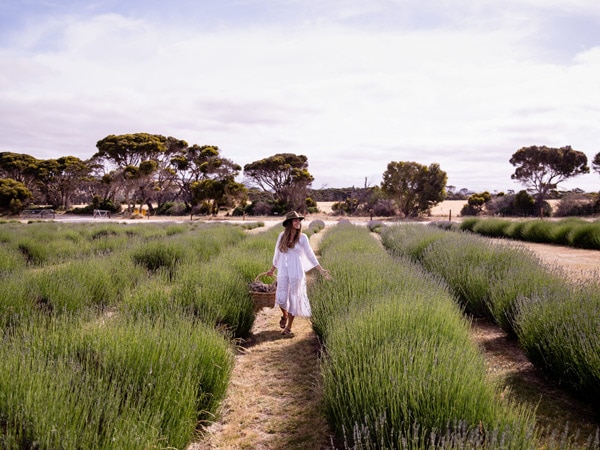 a woman in the middle of Emu Bay Lavender Farm with a basket