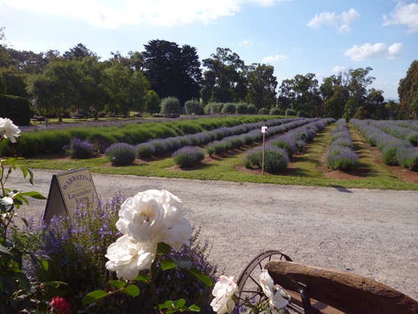 Warratina lavender Farm in Victoria