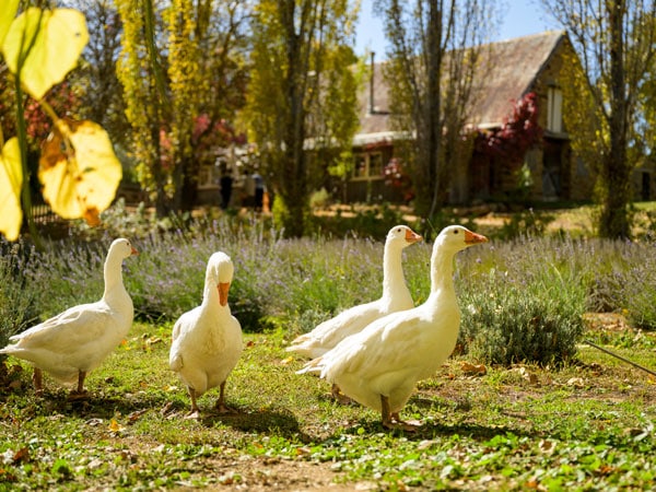 a gaggle of geese at Lavandula Swiss Italian Farm, VIC