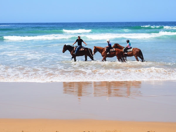 horse-riding along Boambee Beach with HWH Stables