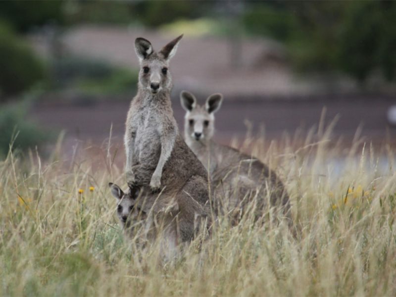 Jervis Bay kangaroos