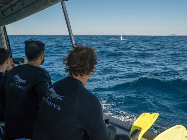 divers waiting to hop into the water