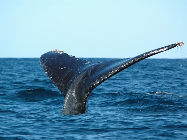 the tail of a humpback whale swimming into the water