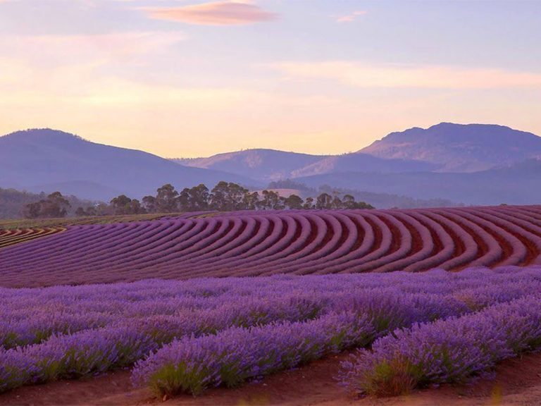 The Most Beautiful Lavender Farms In Australia Australian Traveller