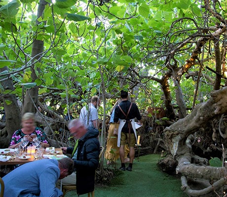 The Enchanted Fig Tree, Kangaroo Island South Australia