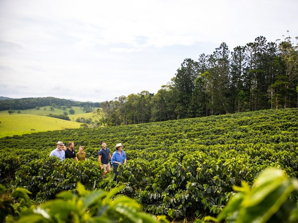 people exploring verdant coffee plantations, No Limit Adventures