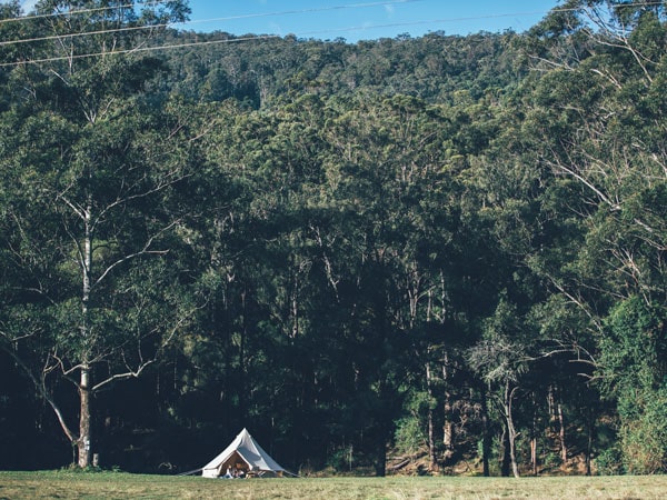 a tent within the lush forest at Numinbah Valley