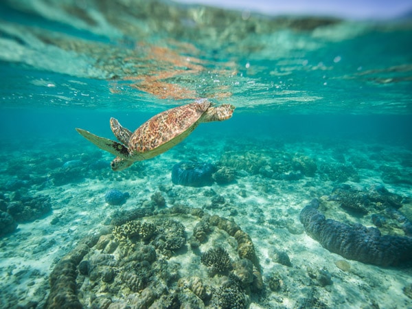 a sea turtle swimming underwater