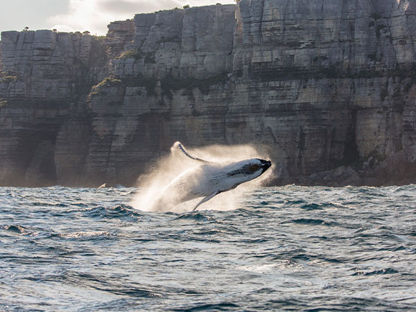 Jervis whales