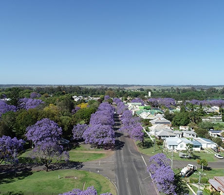 Jacaranda Season, Grafton, NSW Australia