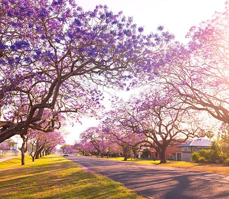 Jacaranda Season, Grafton, NSW Australia