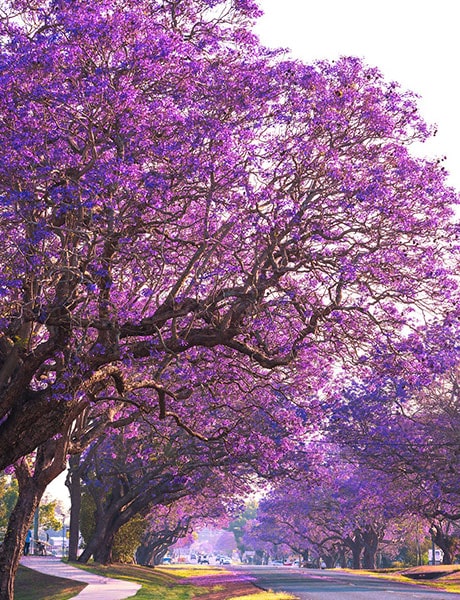 Jacaranda Season, Grafton, NSW Australia