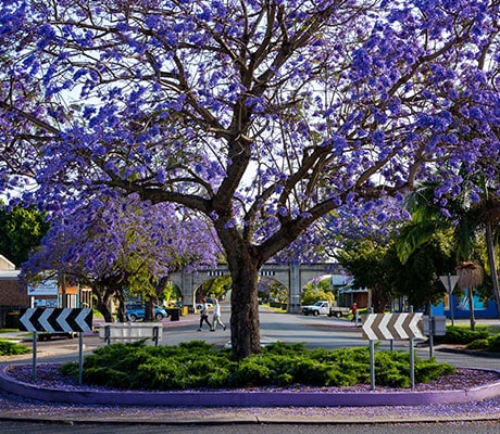 Jacaranda Season, Grafton, NSW Australia