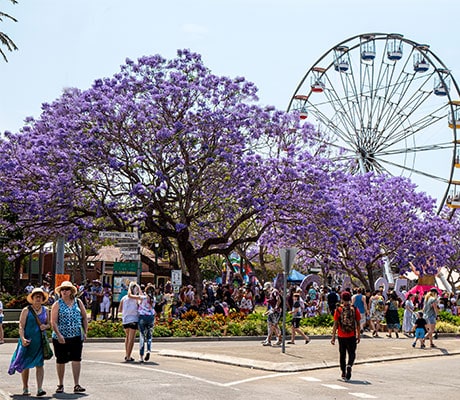 Jacaranda Season, Grafton, NSW Australia