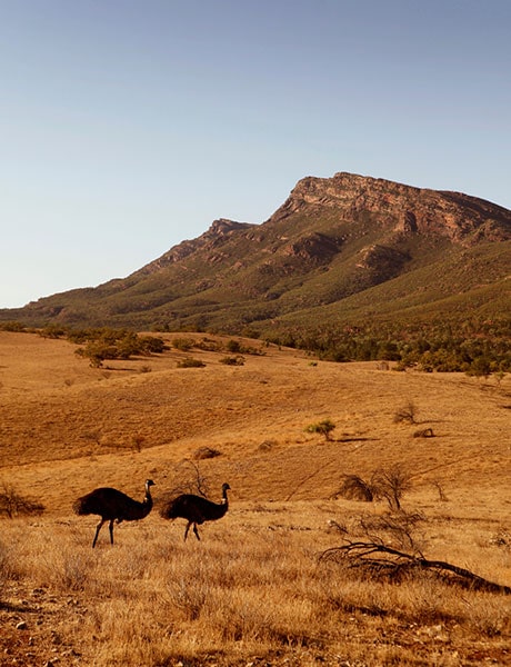 Wilpena Pound, Flinders Ranges, SA