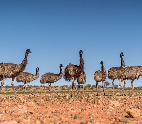 Sturt National Park, Outback NSW, Australia