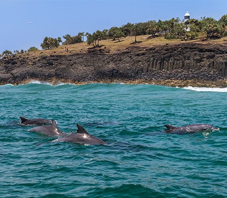 Cook Island, Fingal Head, NSW Australia