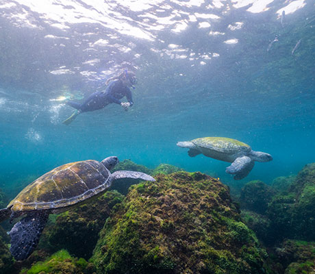 Cook Island, Fingal Head, NSW Australia