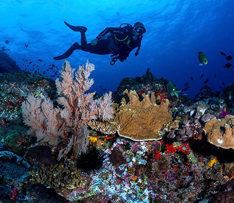 Scuba Diving, Lord Howe Island, NSW Australia