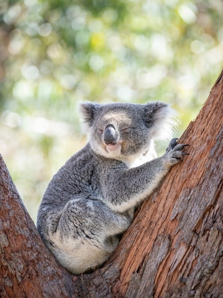 Koala's at Port Stephens Koala Sanctuary
