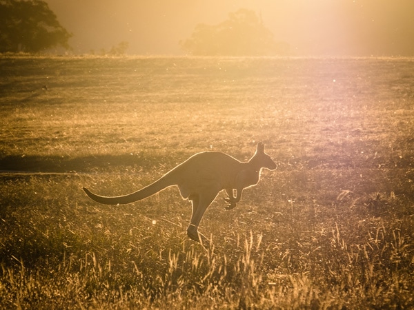 Wolgan Valley wildlife