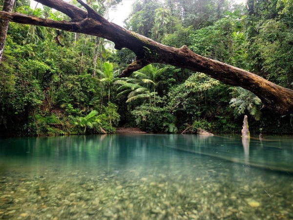 Daintree National Park.
