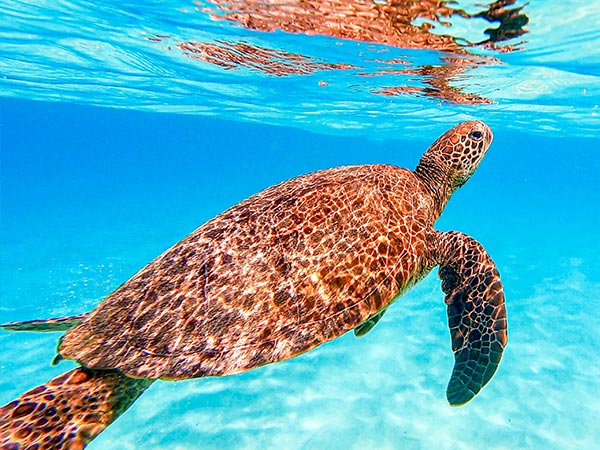 turtles swimming around Lord Howe Island