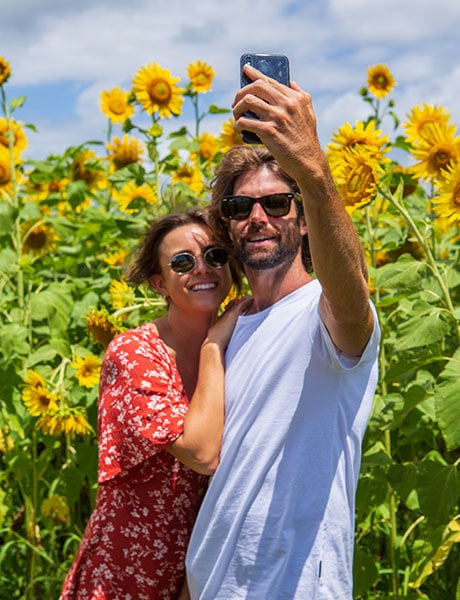Sunflower, Farm & Co, Cudgen, NSW Australia