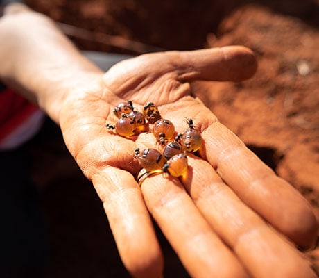 Tjupan Bush Trips, Goldfields, Kalgoorlie, West Australia